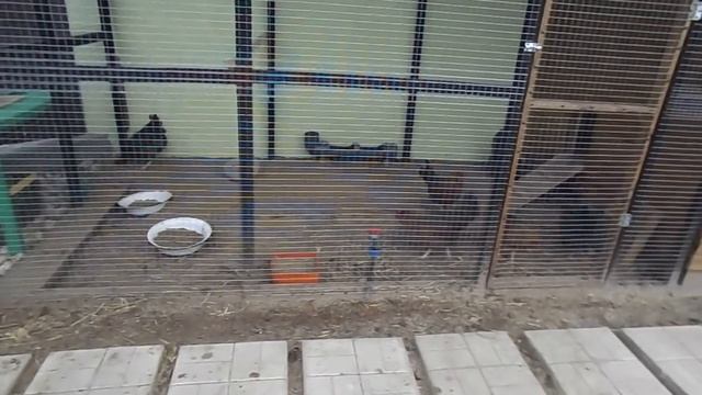 Куры не несутся. Причины почему куры не несут яйца?