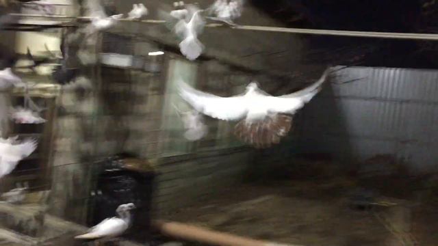 #Pigeons.Вечерняя кормёжка.