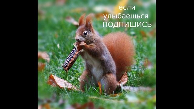 сникерс  \  snickers