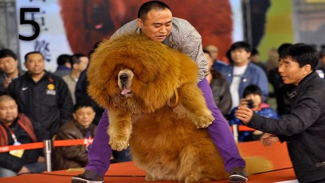 10 САМЫХ МИЛЫХ СОБАЧЬИХ ПОРОД