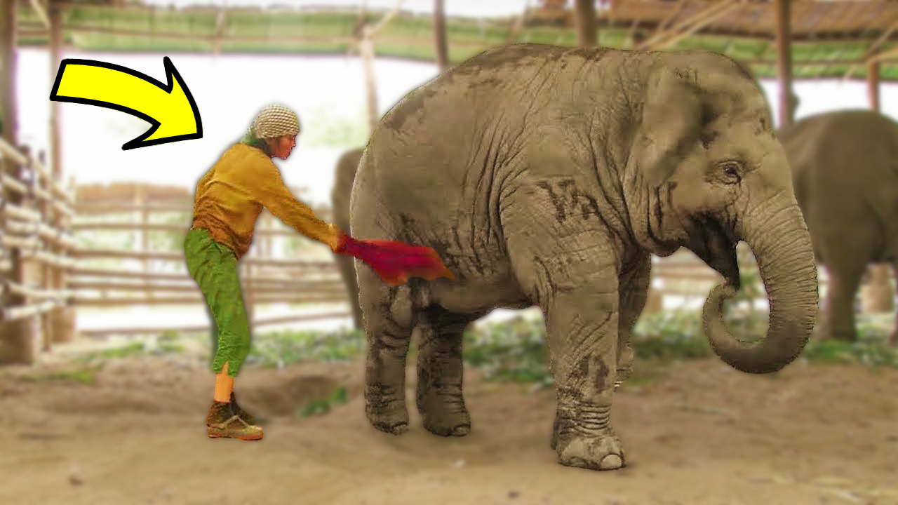 Сторож ударил Слона, У Животного была удивительная реакция #историяоживотных