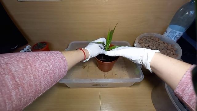 Цветок-ходок! Посадка ПАНДАНУСА-ходульника-винтовой пальмы, нюансы ухода за растением.