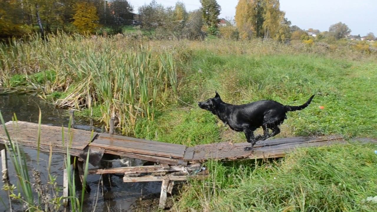Бомон Росс Евразия. Как я с мостика ныряла...