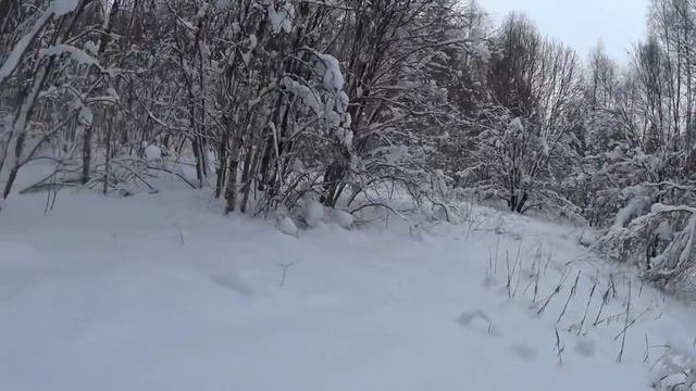 охота с русскими гончими на зайца.09. 01 .22