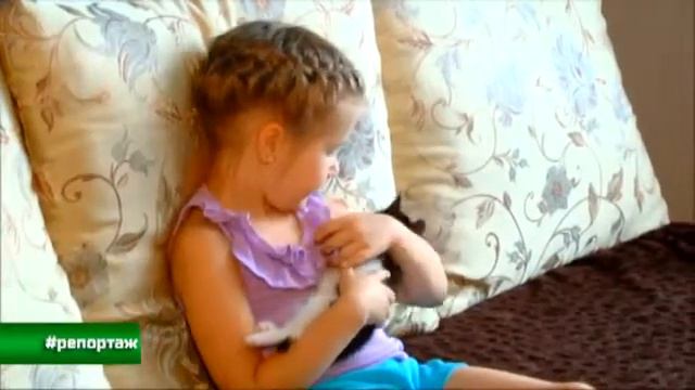 #приют для животных