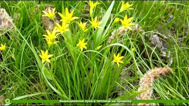 Выращивание лука в теплице на продажу  toNature.Info