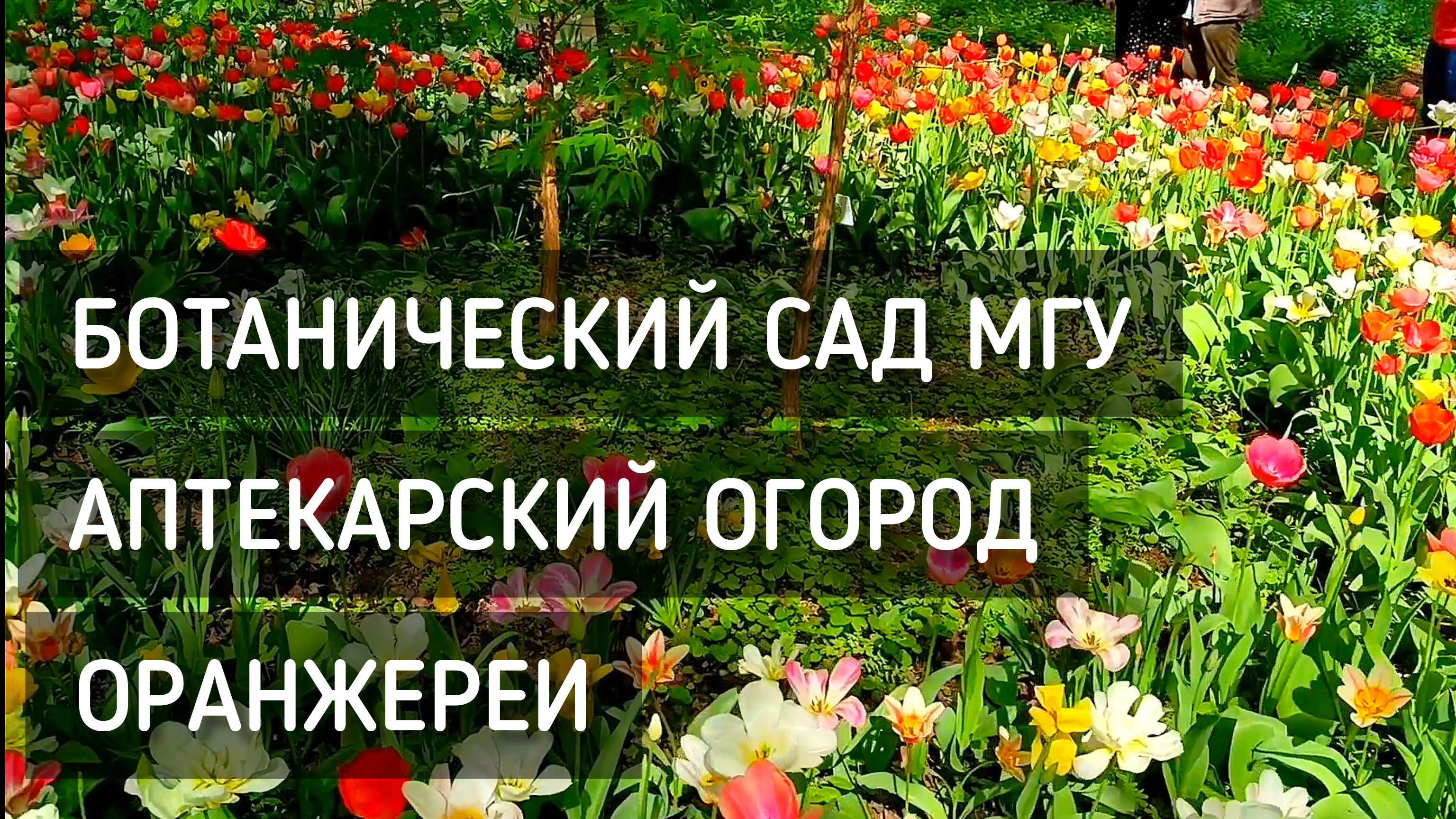 Ботанический сад МГУ. Аптекарский огород. Оранжереи. Цветочный рай / Botanical Garden #москва #сад