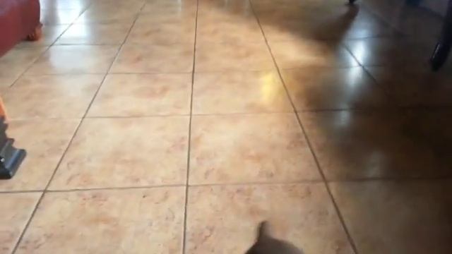 2 Month Old Doberman Trained To Sit