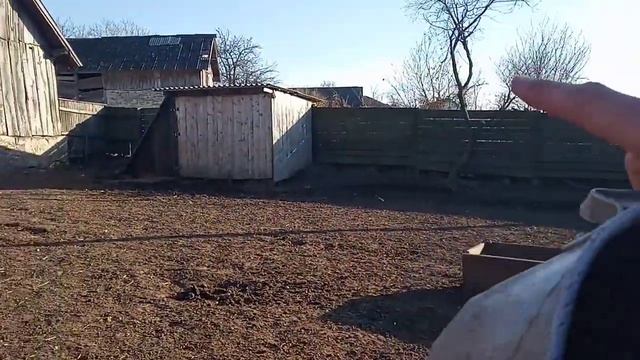 Рацыон быков в зимний период. Место содержание быков.