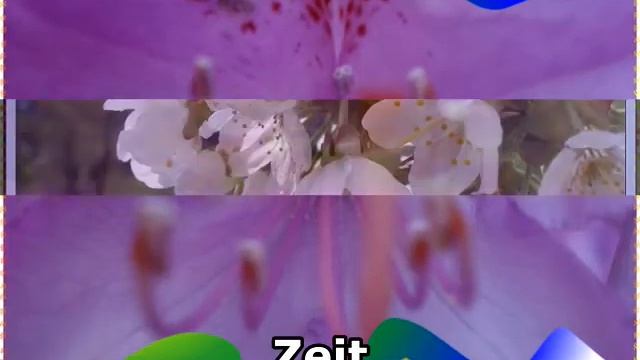 Blüten,Blumen,Impressionen