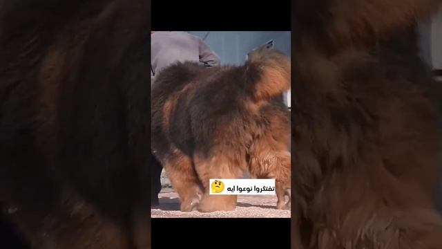 تفتكروا نوع الكلب ايه ؟!🤔 مع #كابتن_عمرو_حركه #مدرب_كلاب