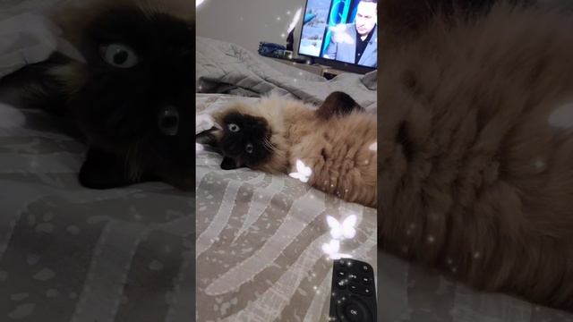 ЦВЕТОЧЕК ? БОСИК