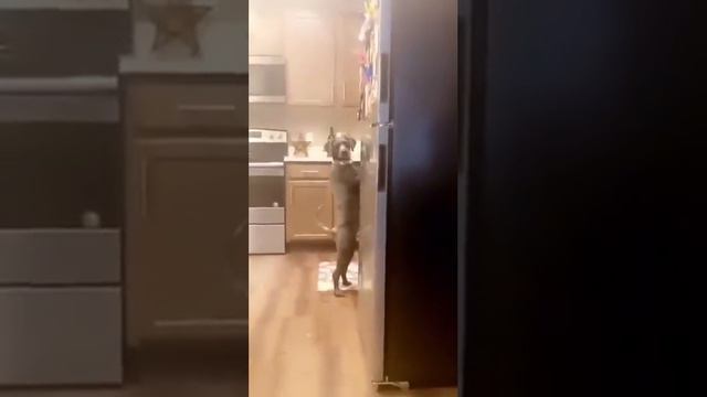 Когда 😂🐶 спалили возле холодильника ❄ он просто хотел поесть 🍖🍗. Удача увернулась от него 🍀☘