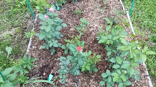 Беседка для розового сада! Розы которые распустились, и просто про любовь!?