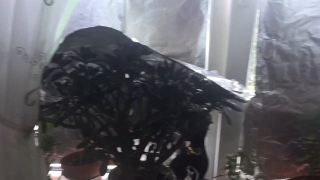Комнатные растения  на подоконниках. Защита от солнца  фольга на стёклах