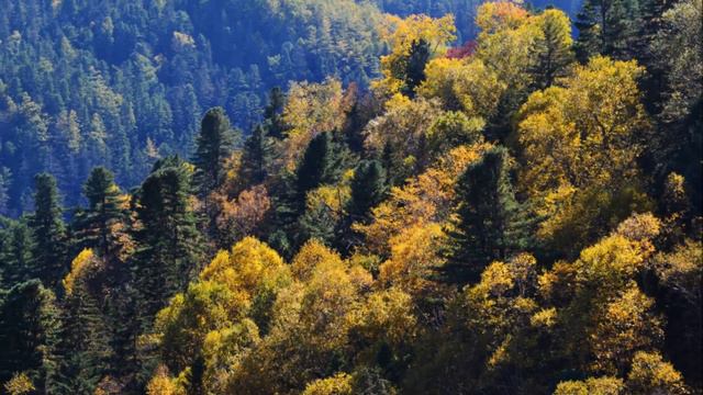 Sikhote-Alin mountains