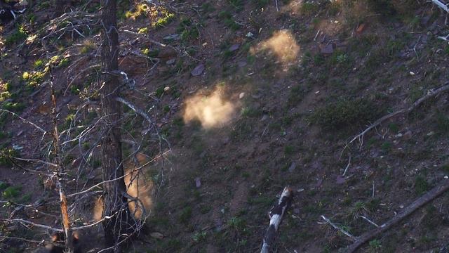 SUCCESS! CHOCOLATE BLACK BEAR! | EP. 3 | BEAR HUNT | PUBLIC LAND