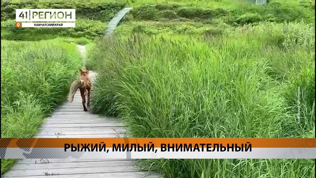 ЛИС СЛЕДИТ ЗА ПОРЯДКОМ ВОЗЛЕ КОРДОНА В КРОНОЦКОМ ЗАПОВЕДНИКЕ • НОВОСТИ КАМЧАТКИ