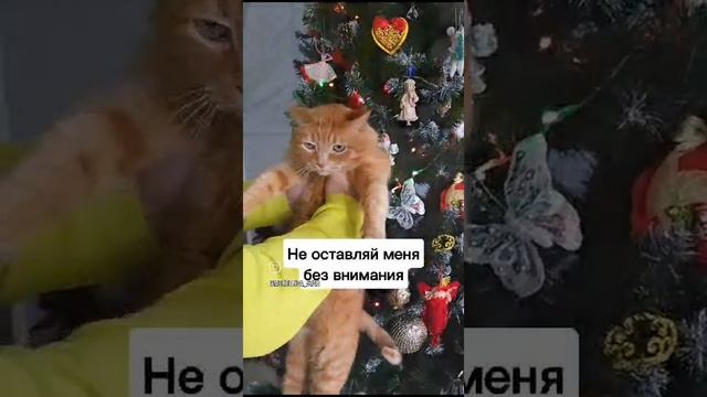 Кот