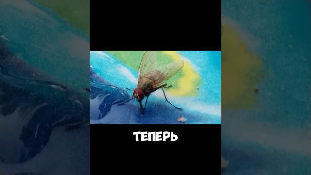 Муха.mp4