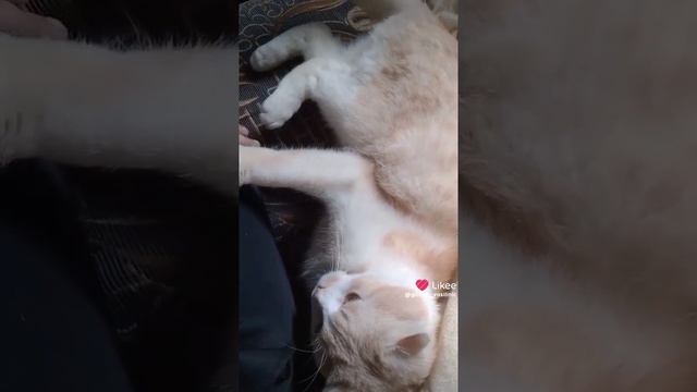 Когда ты любимый котик, но чуть-чуть сделали не по твоему...