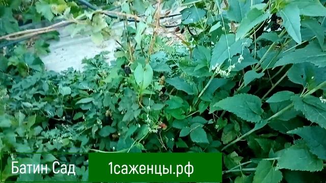 Неповторимая Ежевика Карака Блэк