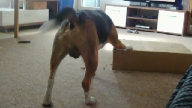 Бигль Чарли получил посылку.