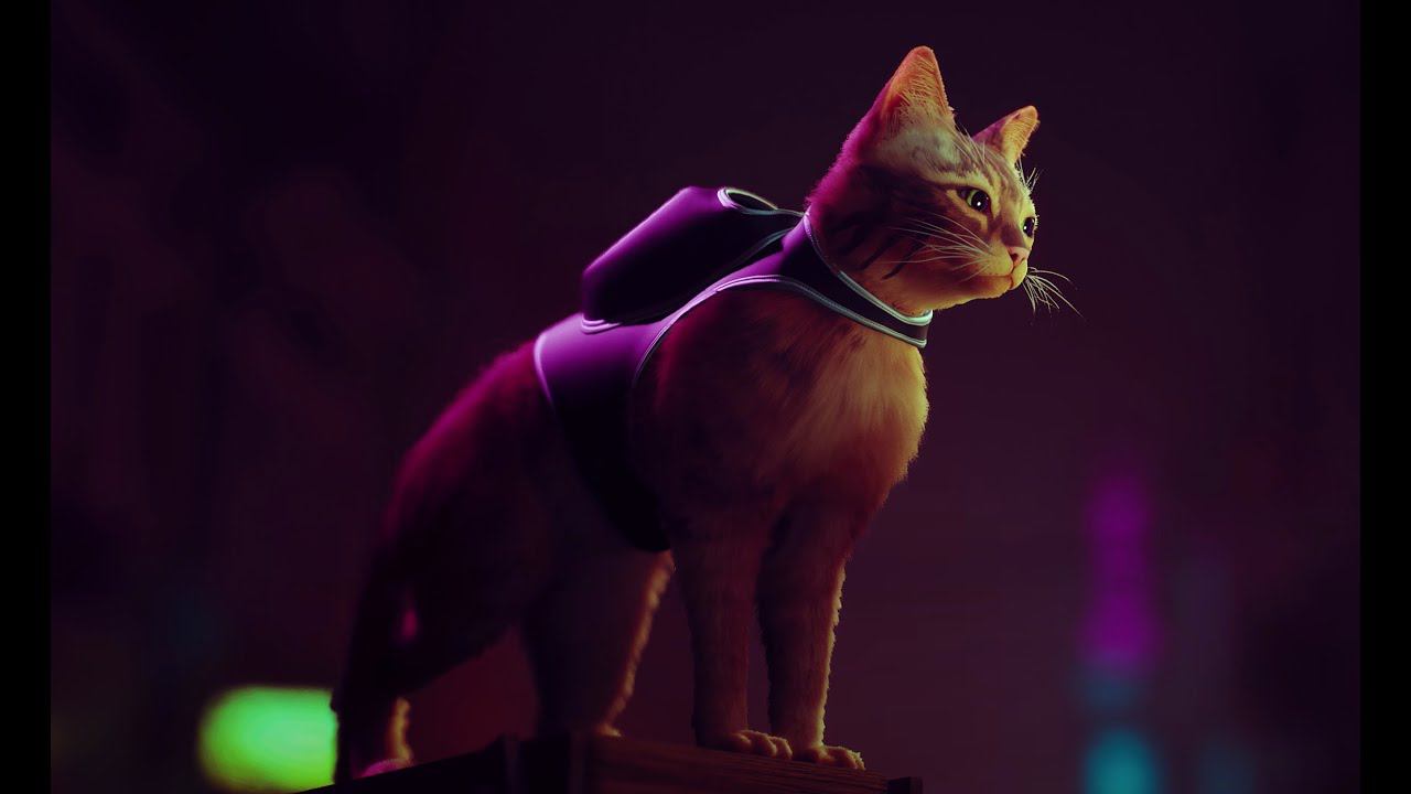STRAY удивительная история котенка