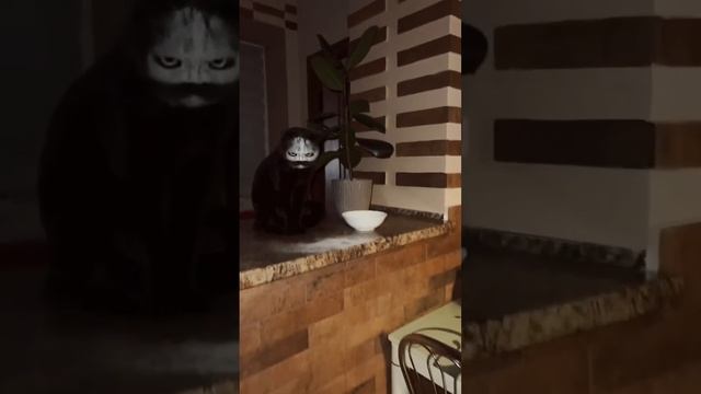 кот призрак