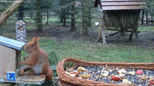 Рыжая белка осталась без орехов (2019 12 22)