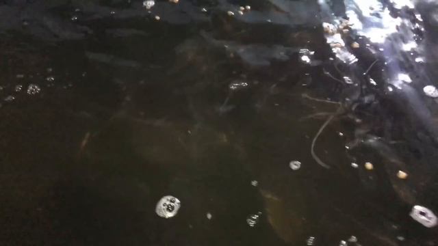 Аква?Пром® : Клариевый сом, испытание плавающего корма