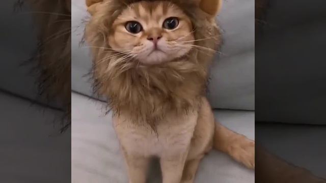Кот лев,стильный парик для животных!