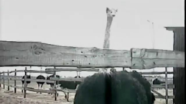 Со страусами не шутят