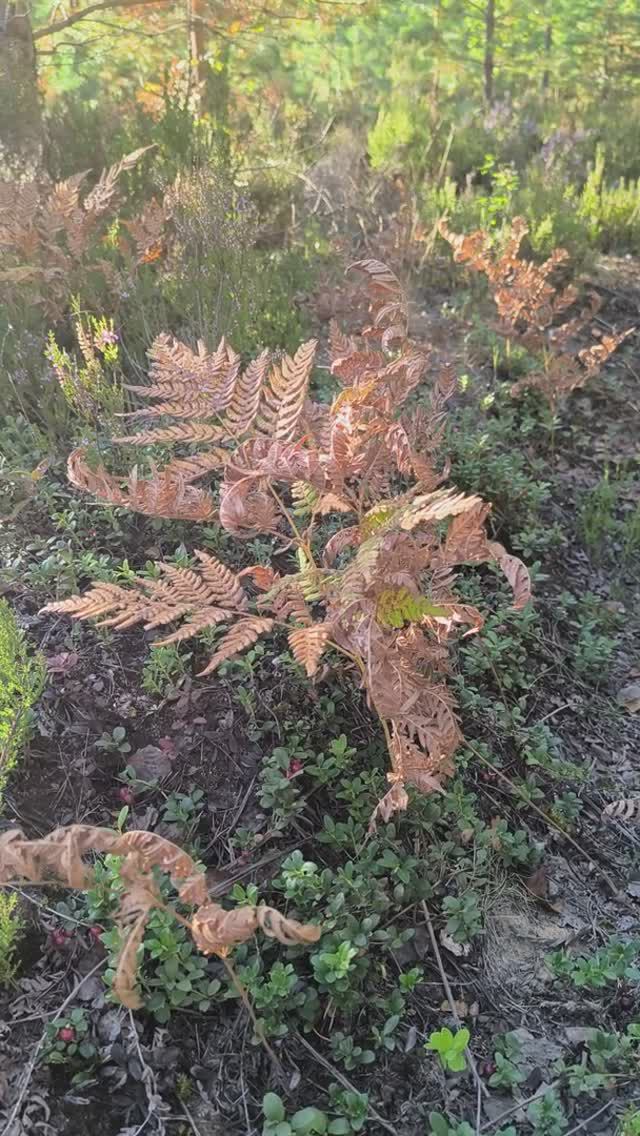 Осенний лес / Autumn forest / 秋天的森林