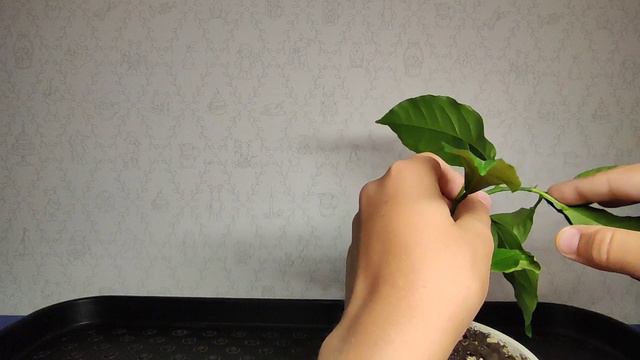 Лимон.