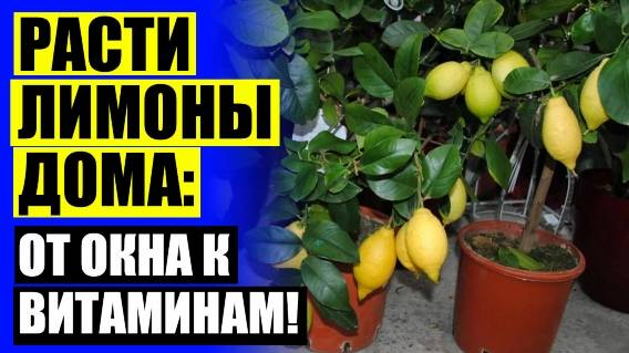✔ Как вырастить лимон в квартире ☑