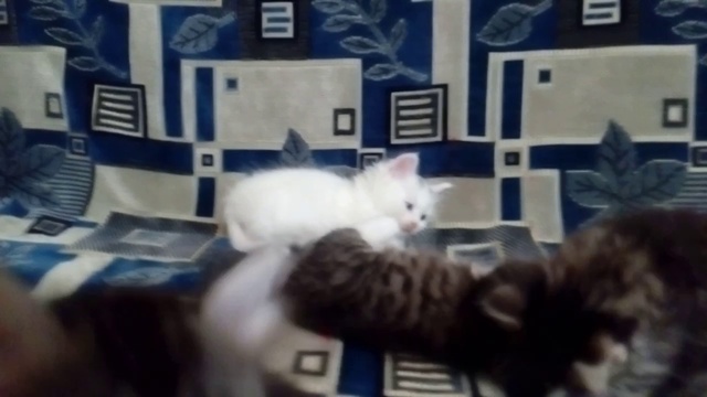 Мои котэ!!!