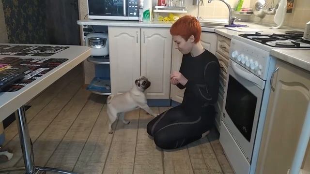 Дрессировка мопса))) Команды группы "Яблоко"