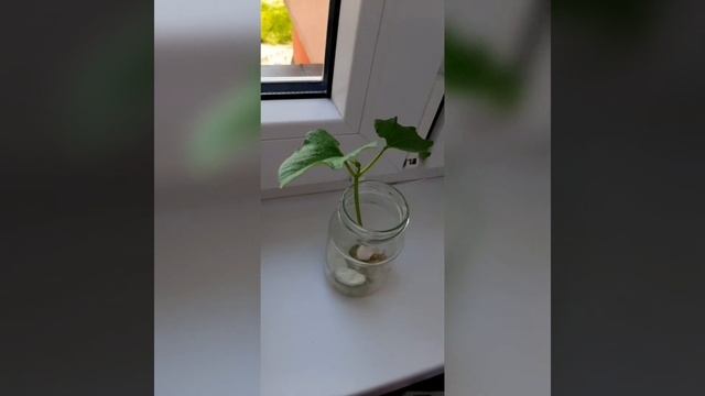 Как вырастить фасоль в домашних условиях   фасолька на подоконнике 