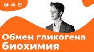 Распад и синтез гликогена в печени и мышцах. Гормональная регуляция. | На биохимическом