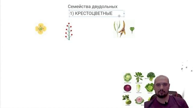 Голосеменные  СЕМЕЙСТВА цветковых  для ЕГЭ 2023 ЕГЭ БИОЛОГИЯFreedom