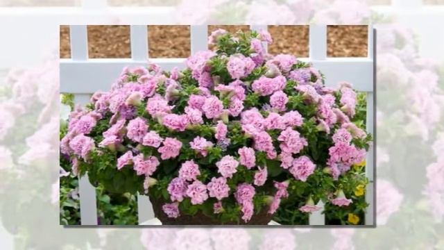 Hoa dạ yên thảo kép Petunia