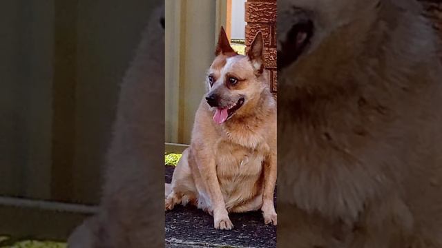 Rescued wild orphan and pound rescued old red girl who gave up on life. Look at her now.