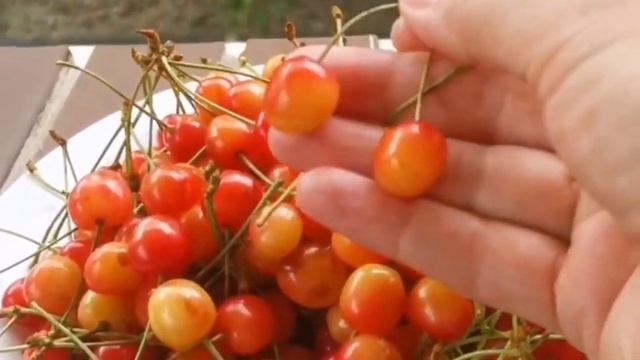 Черешня Орловская Розовая