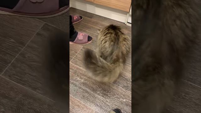 😼😽😸Джина-мама сибирская,папа Майн-кун(кошка у родственников в Рязани)#кошка #лайф #животные🫶❤️😊