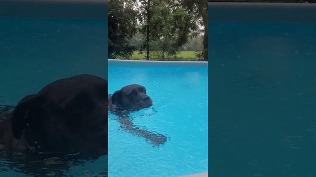 Rain Can't Stop Water-Loving Dog From Taking a Swim   ViralHog