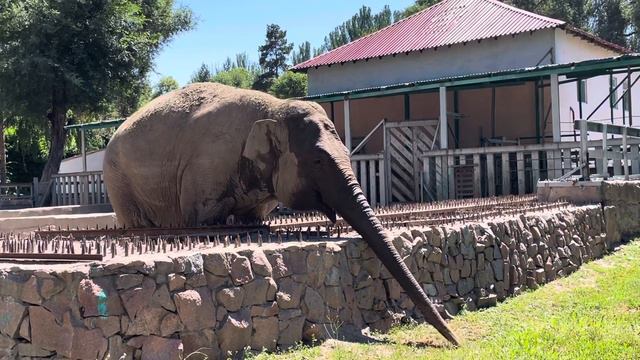 Два слона в нашем зоопарке. Almaty. ZOO. Любимый город Алматы. Лето 2021