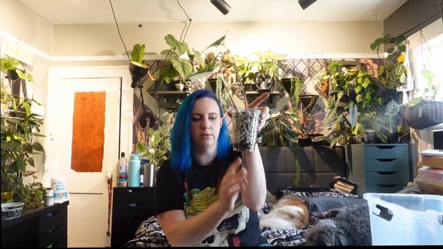 Chopping my Syngonium Albo - SO many cuttings! #houseplants #plant #aroids #propogation