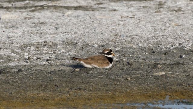 Akrotiri Peninsula - Migration Birds - September 2017