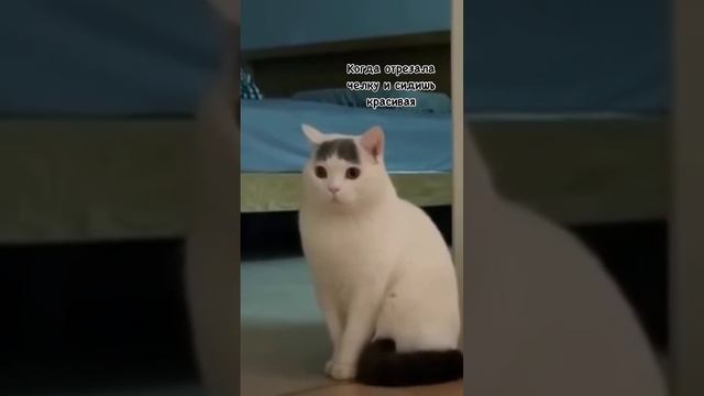 кот.mp4